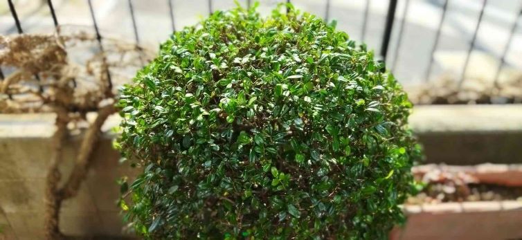 庭木と生垣の剪定