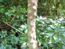 末吉庭園管理pc